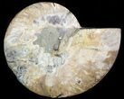 Agatized Ammonite Fossil (Half) #45526-1